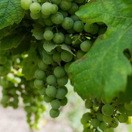 Clos De La Barbanne Монтань Екстер'єр фото